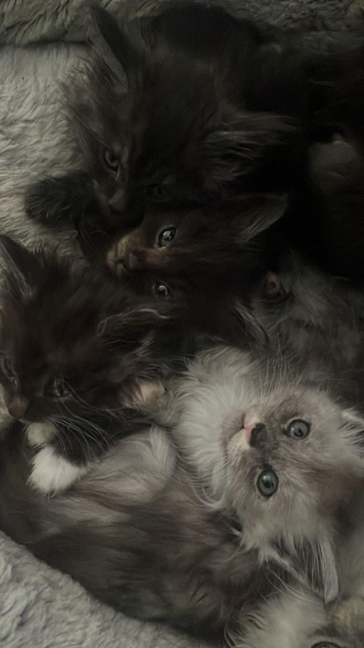 Maincoons kittens te koop