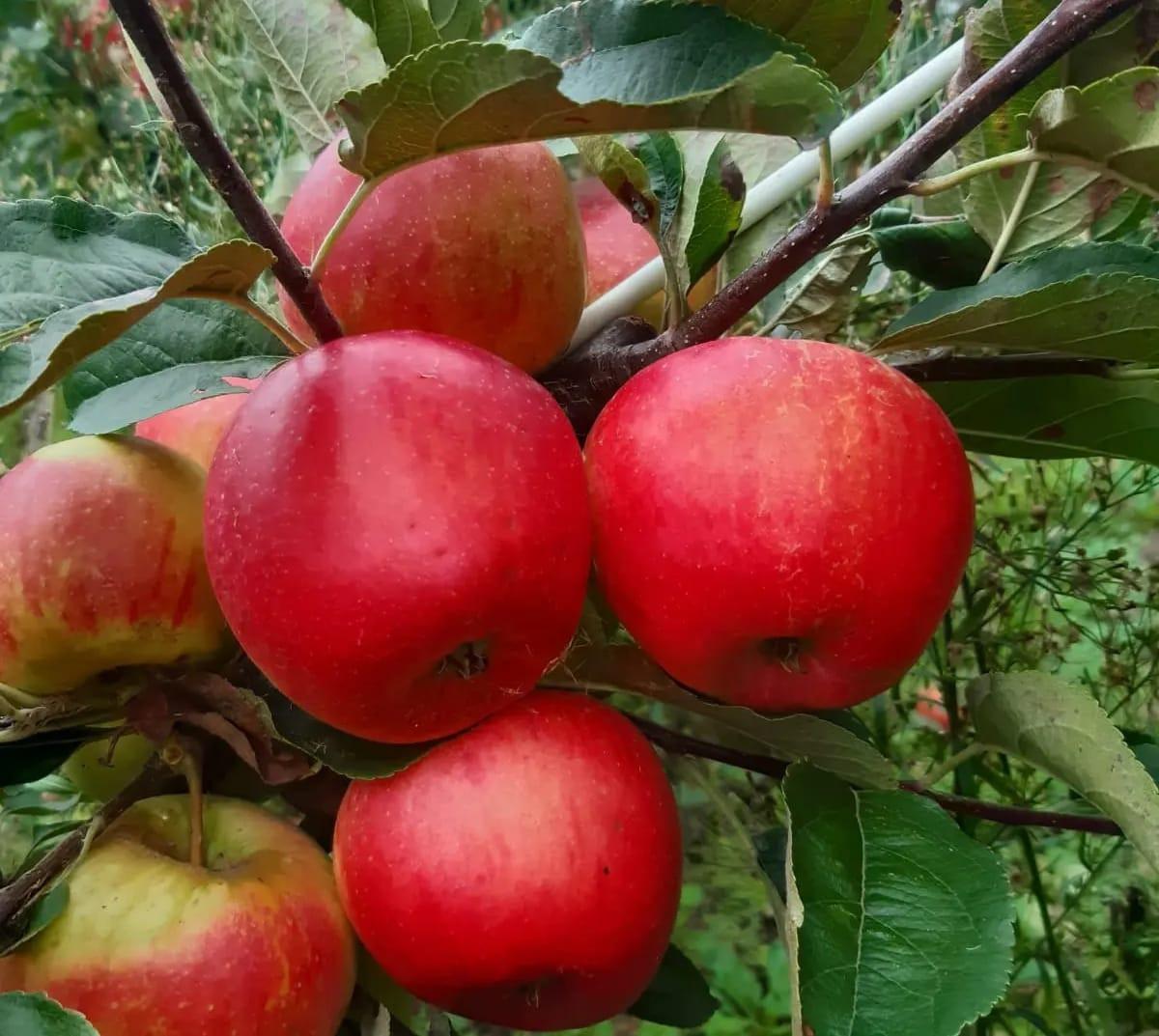 Fruitbomen en kleinfruitstruiken te koop