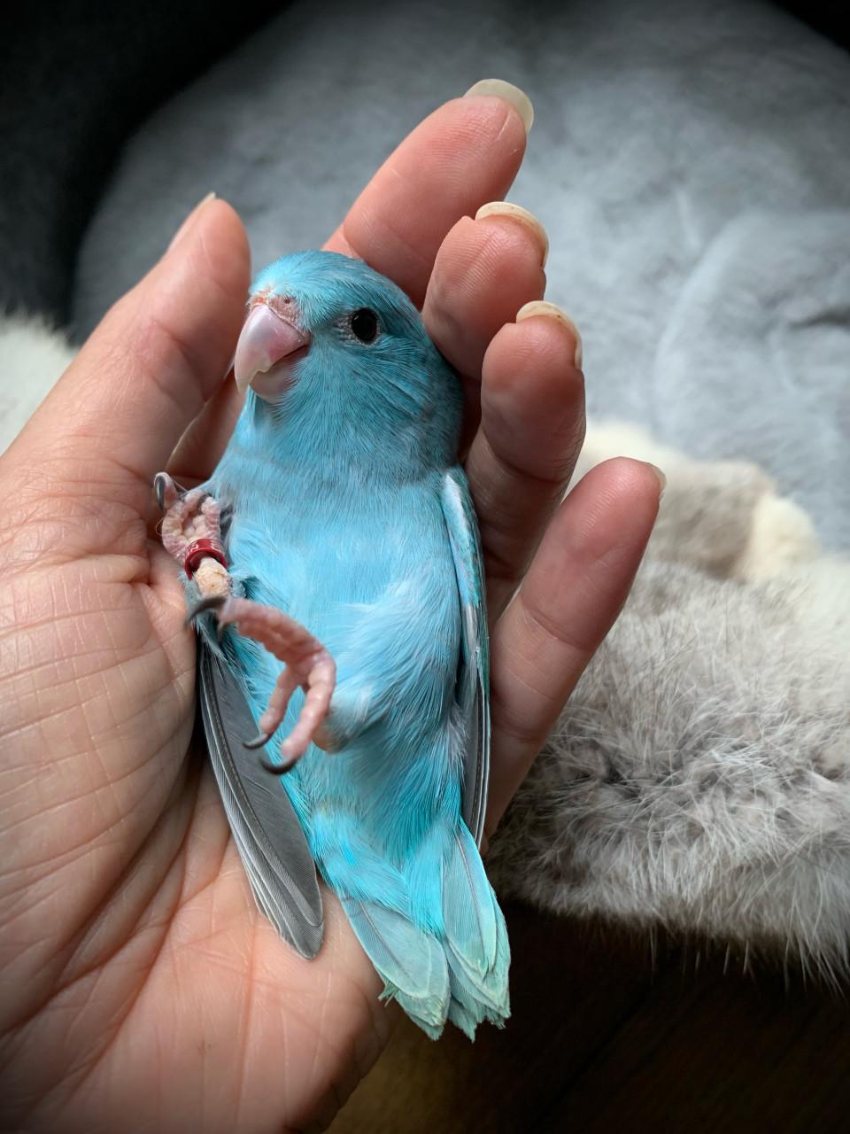 Forpusjes Blauw uit het nest