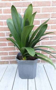 Clivia Kamerplant