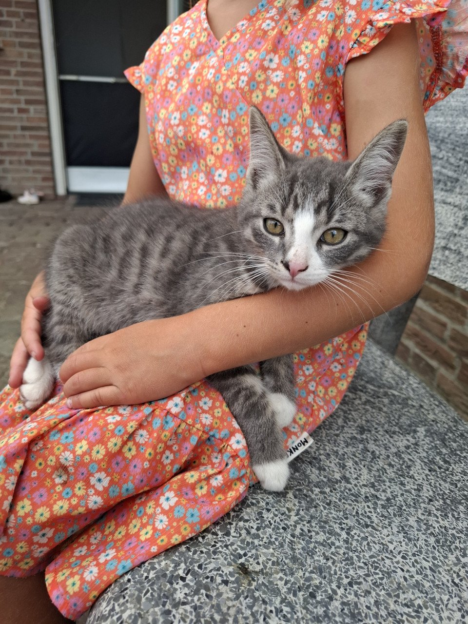 Kittens