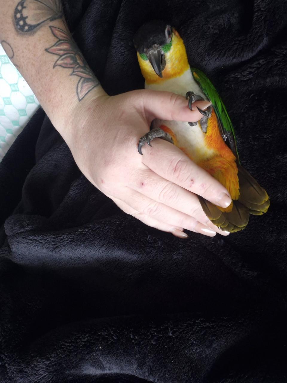 Zwartkop caique man 2021 met gendika en vaste voetring