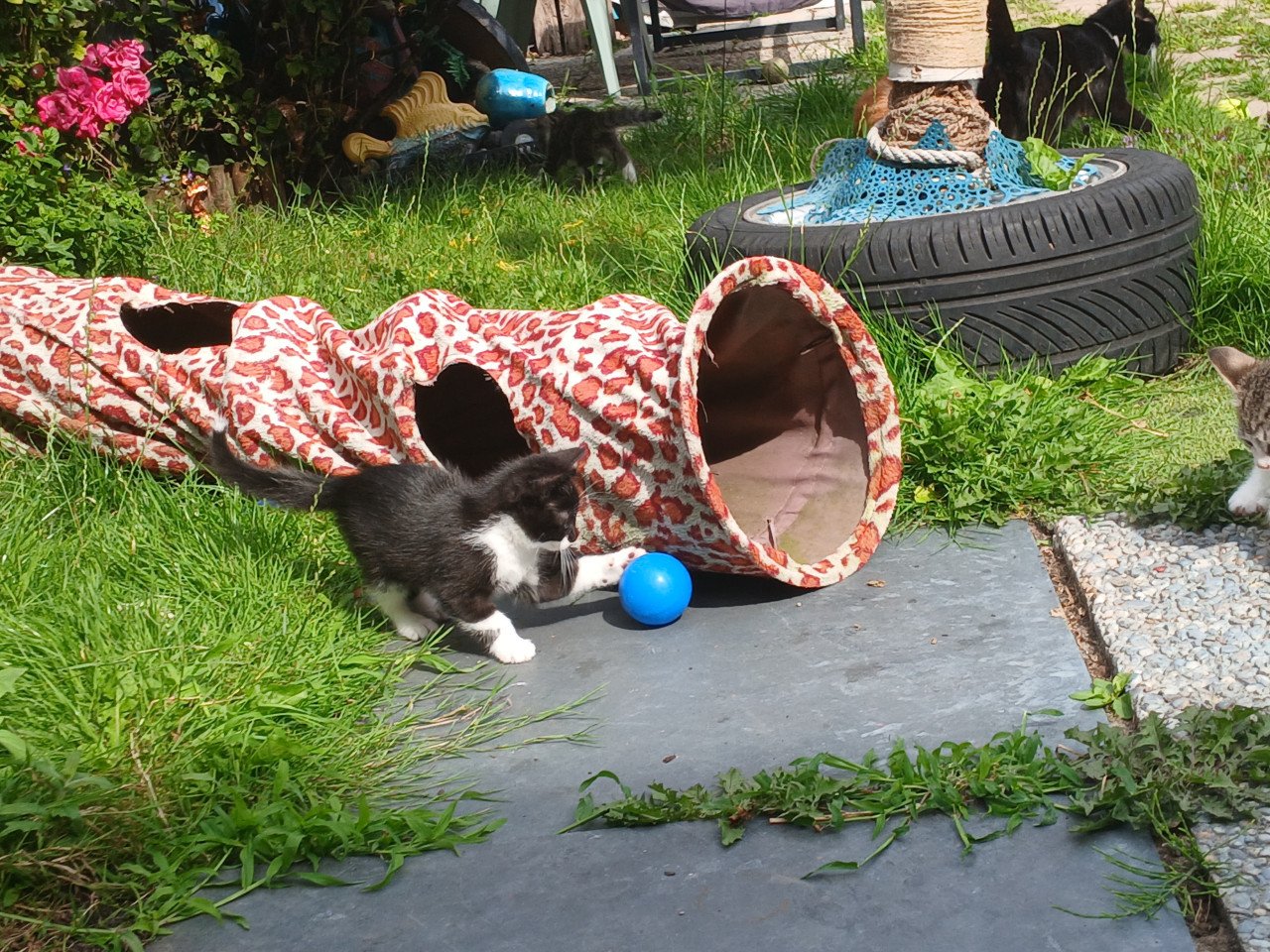Gratis kittens