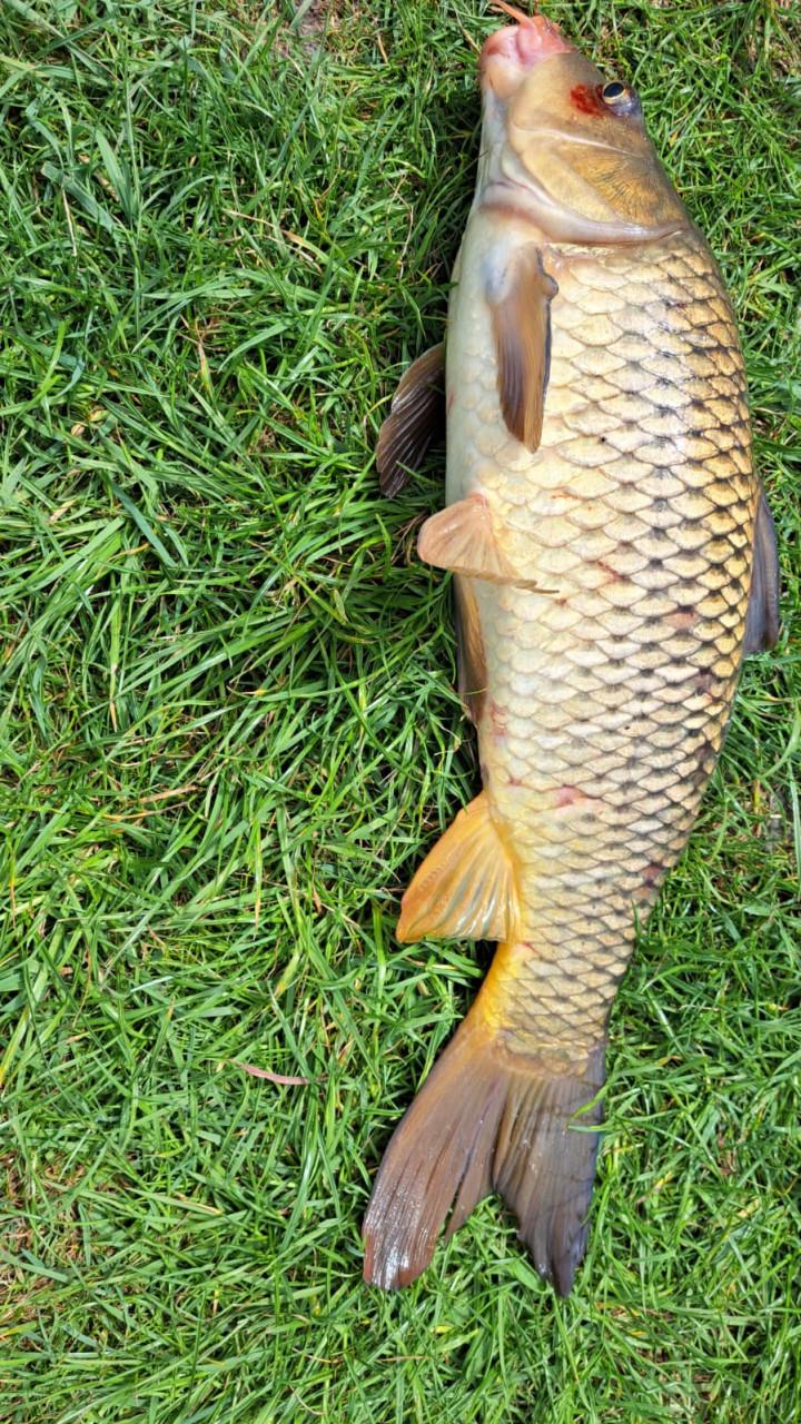 Hengelsport in een mooie karpergebied op Walcheren € 17,50 jaarvergunning