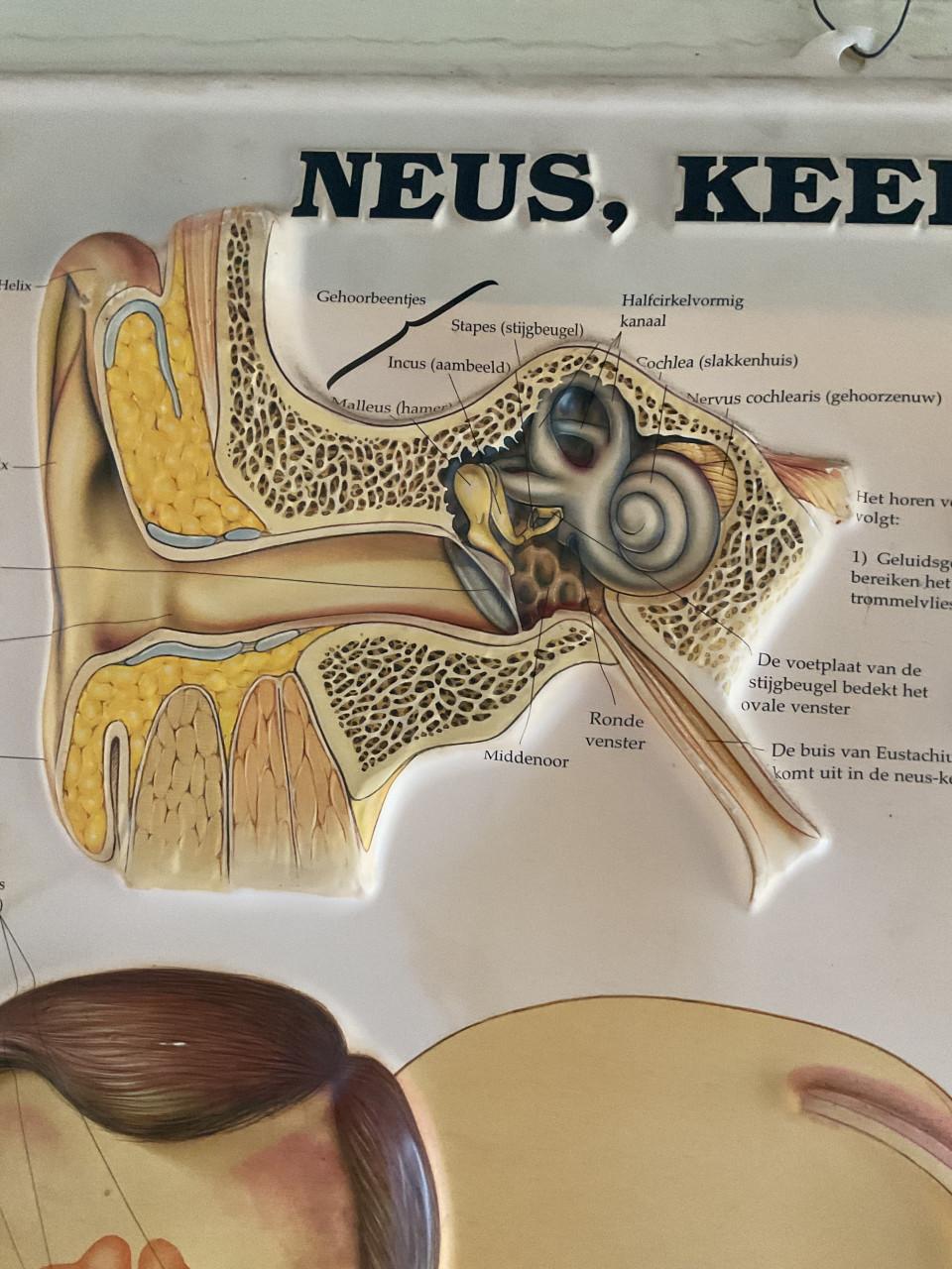 Medische wandkaart Neus , keel , oor