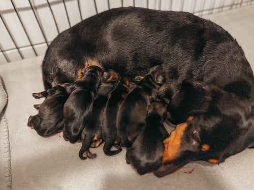 Ruwharige kaninchen teckel pups