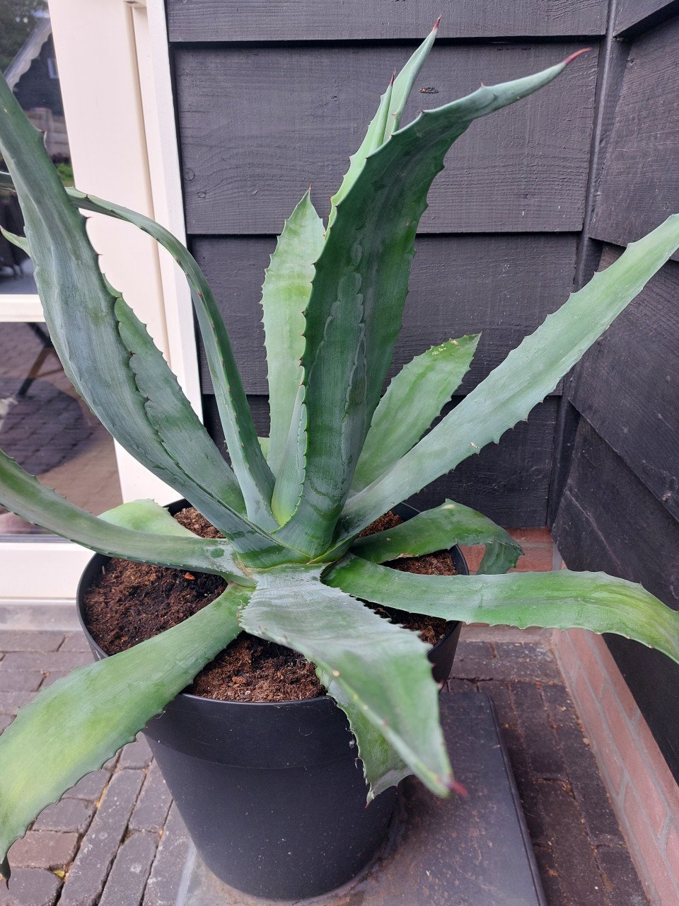 Aloë Vera plant