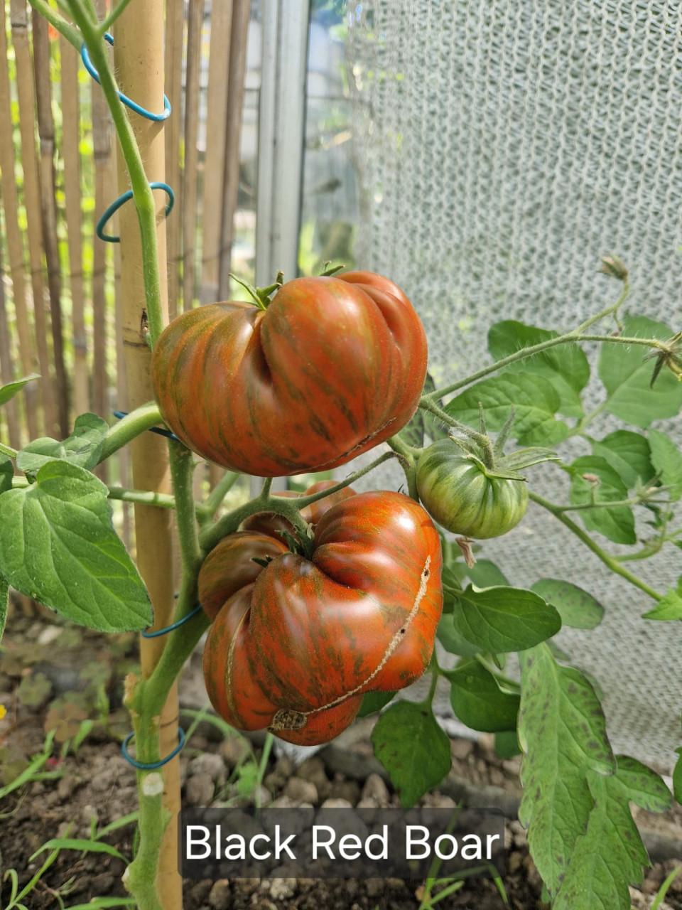 Onbespoten tomatenzaden uit eigen tuin - diverse rassen