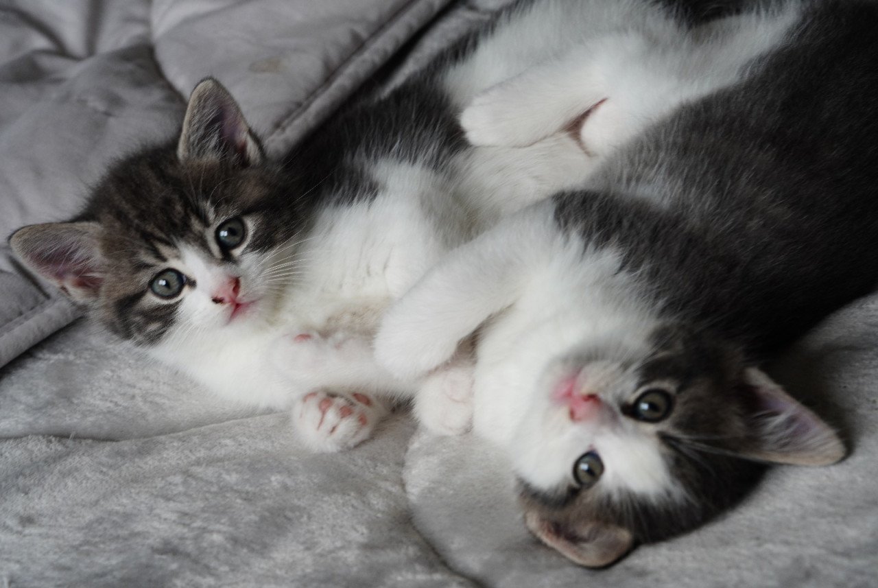 2 ondeugende kittens zoeken nieuw baasje