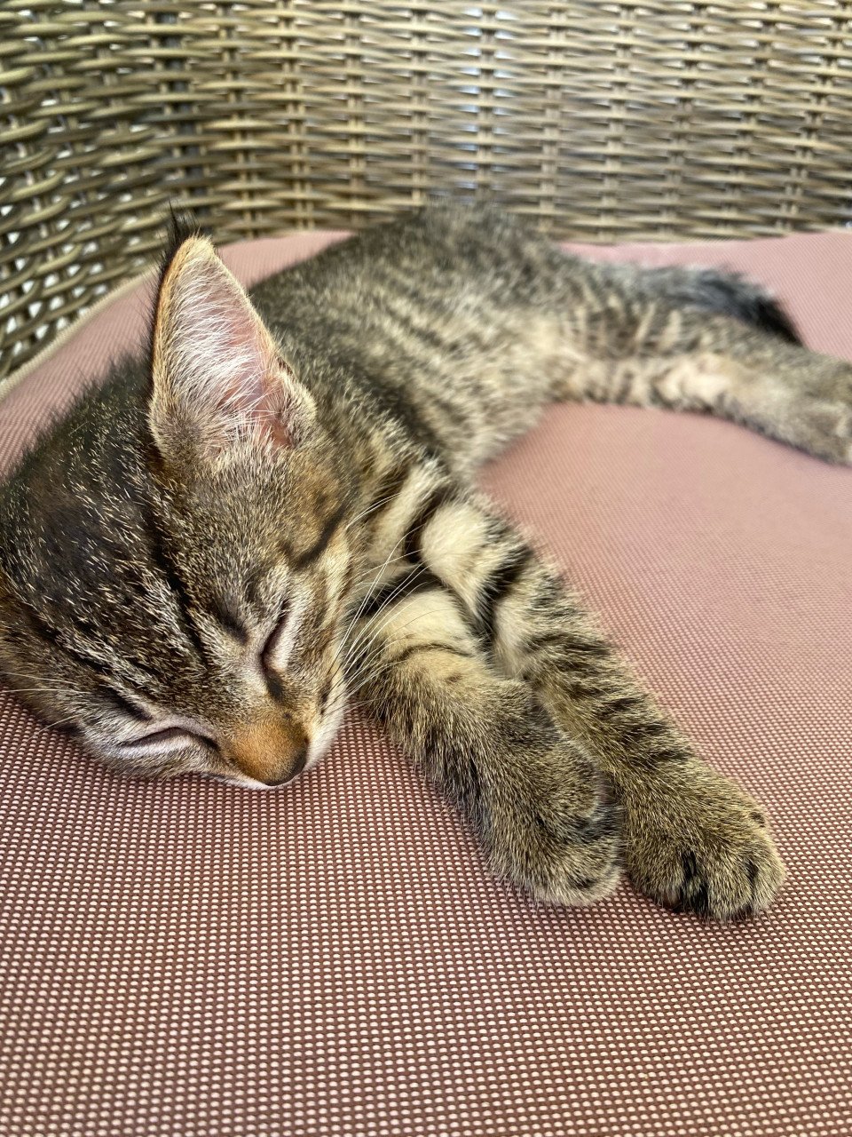 Kittens