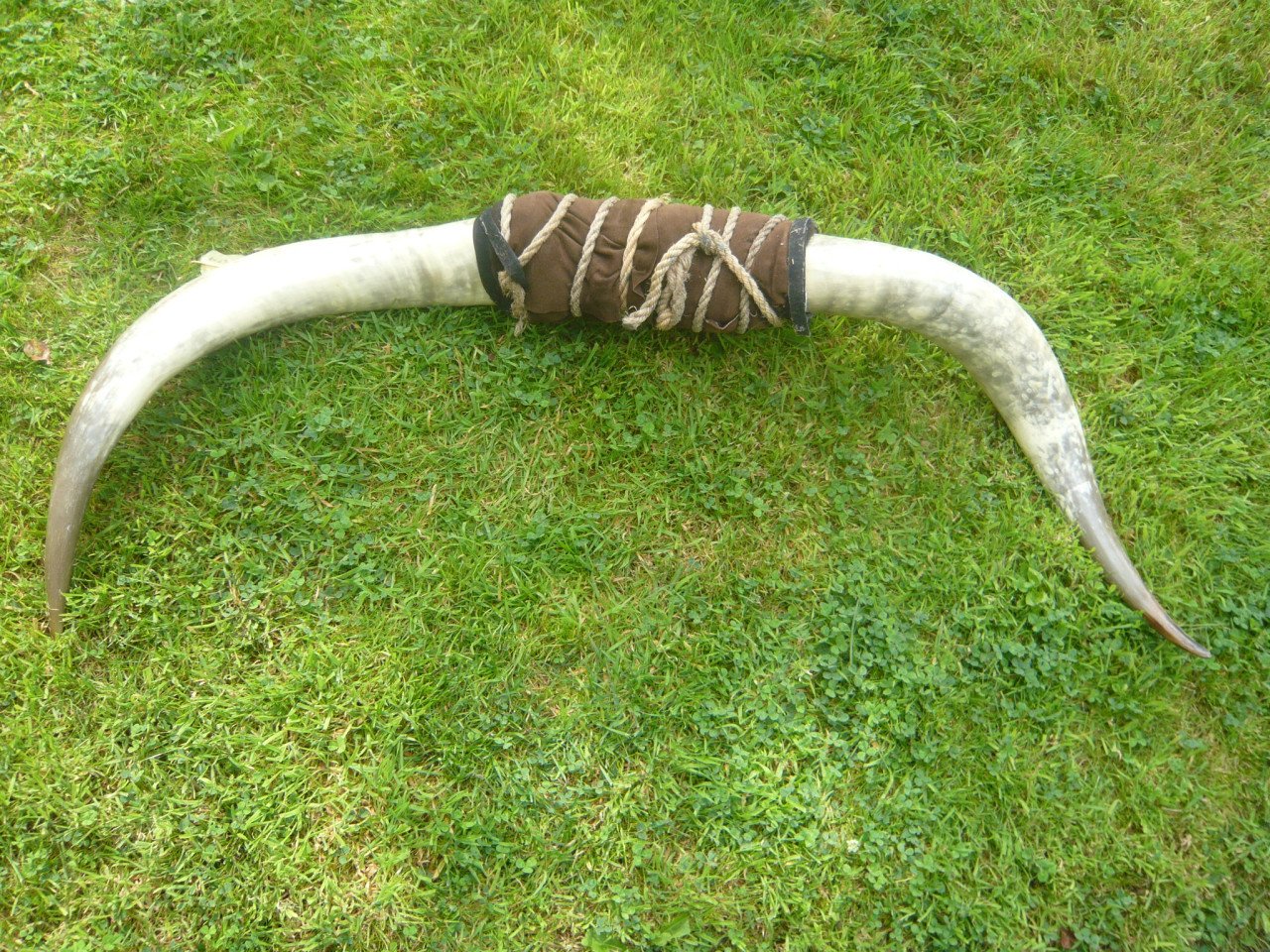 Koeienhoorn , bullshoorn