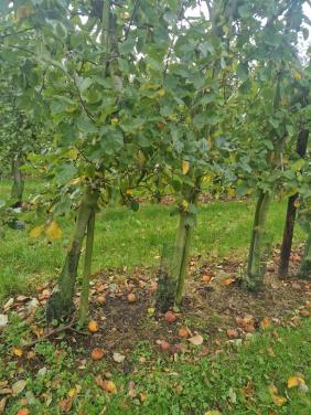 Openhaardhout