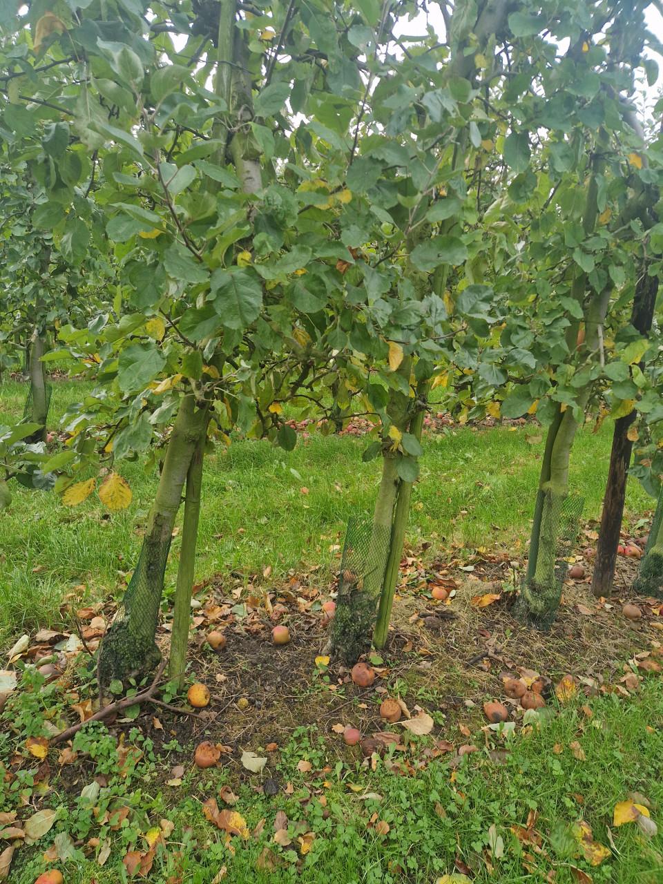 Openhaardhout