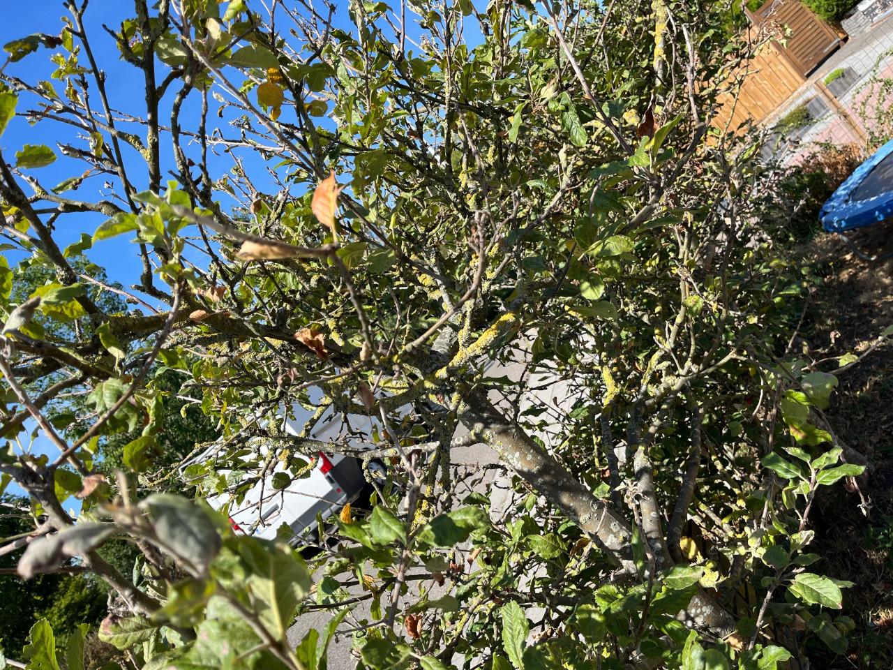 Appelboompjes