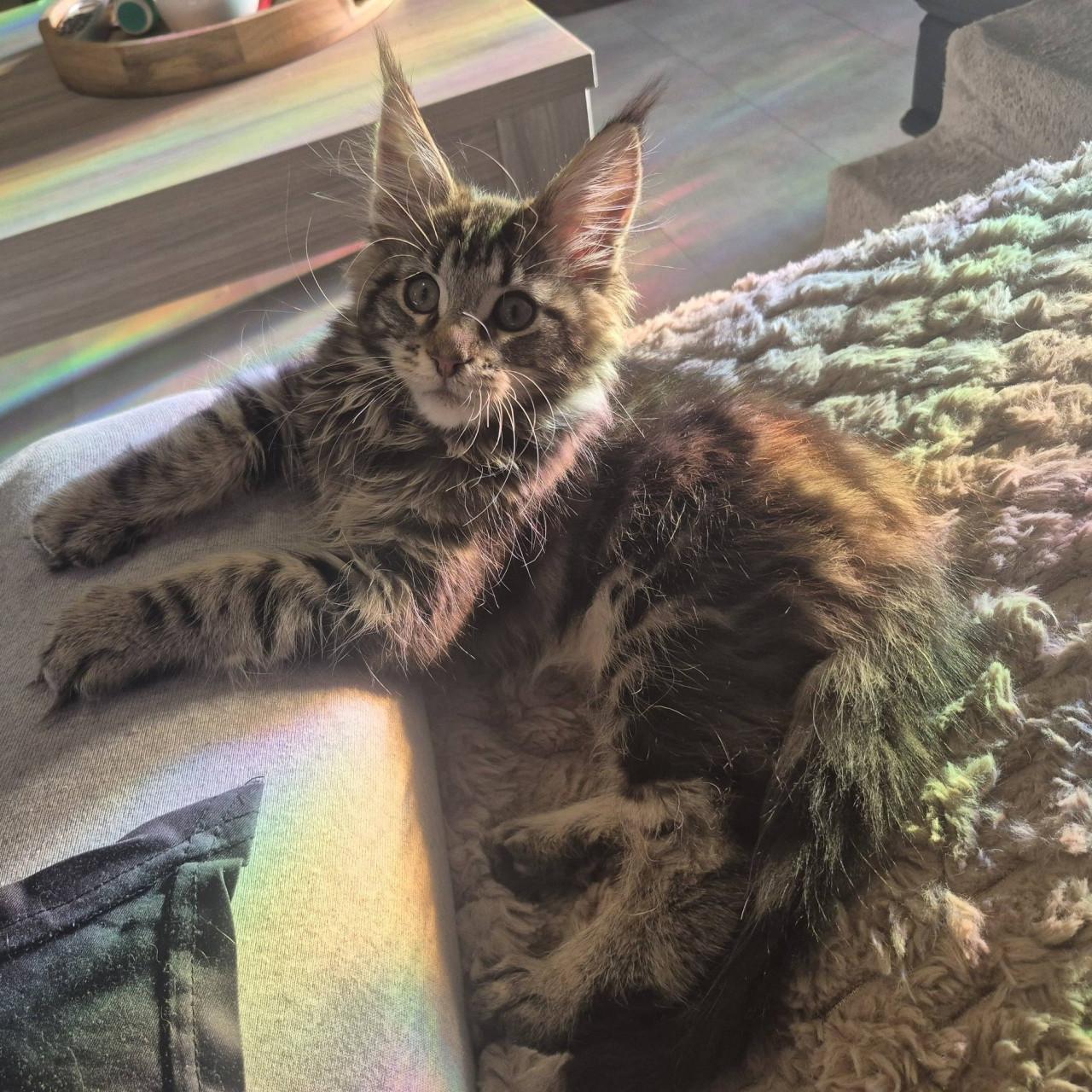 Maine coon dekkater volledig getest en kampioen op show