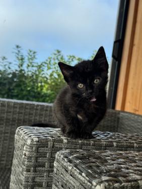 2 kittens te koop