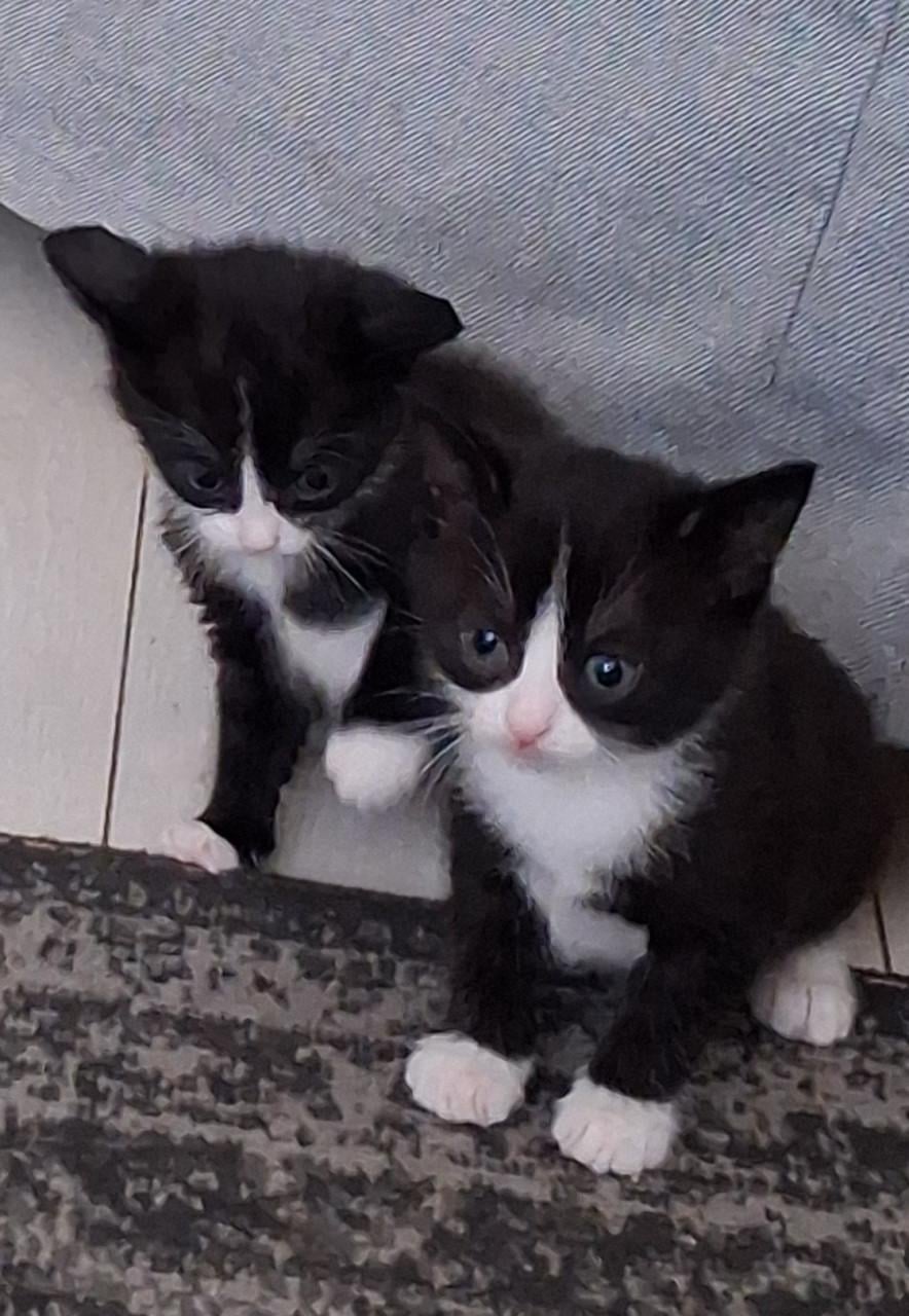 2 kittens zoeken gouden mandje