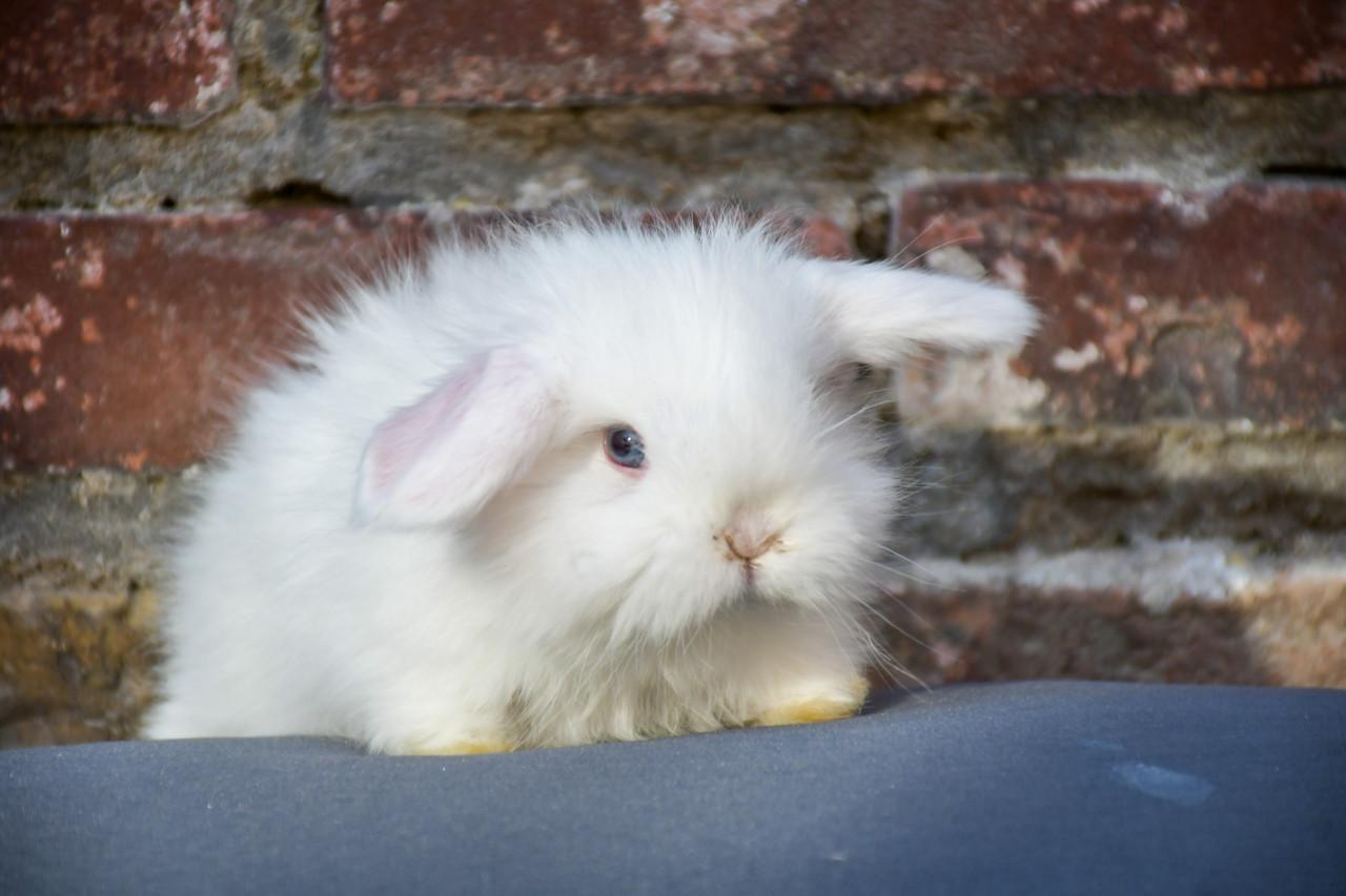 Lieve Minilops