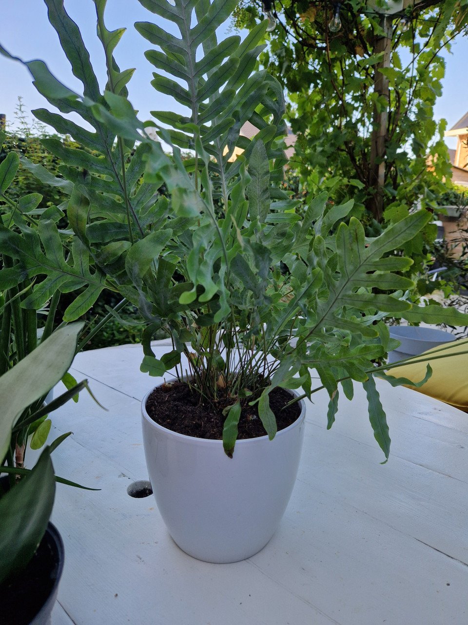 Planten