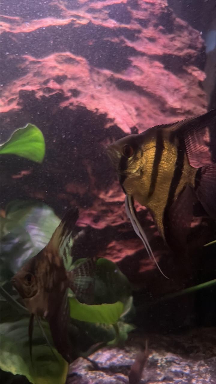 Aquariumvissen divers