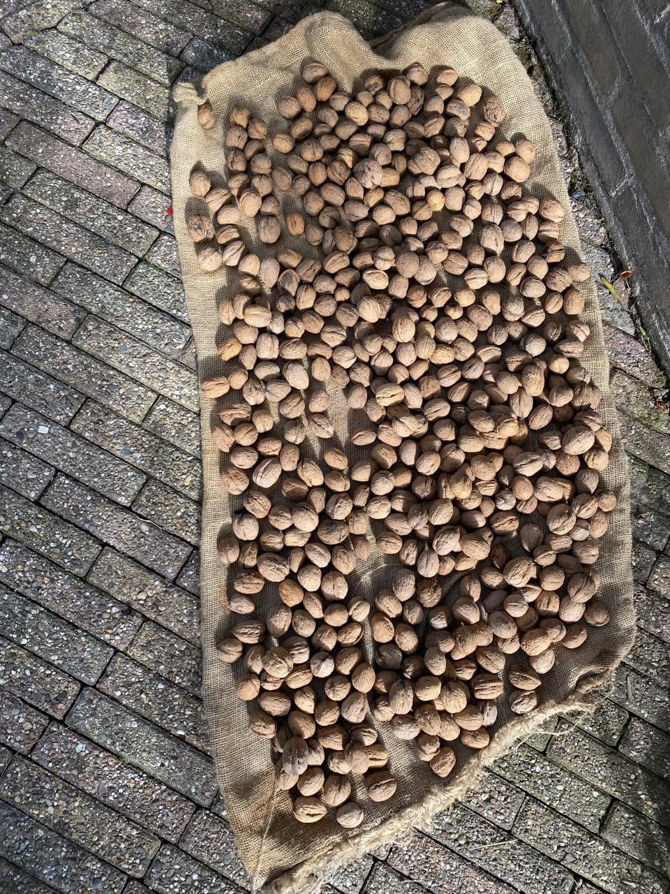 Biologische Walnoten nieuwe oogst