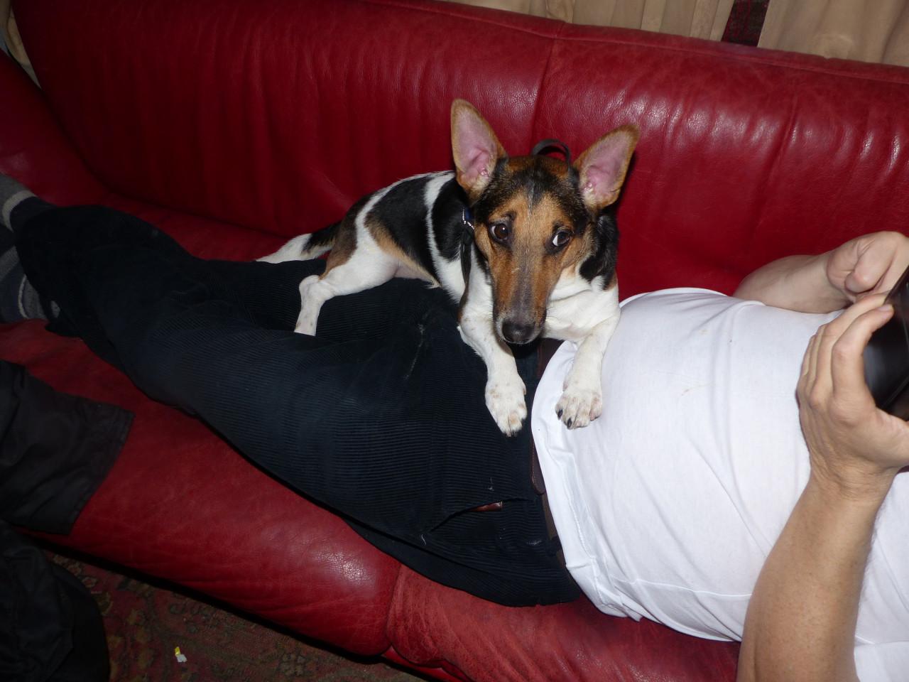 Reutje super leuk boerenfox/jack russel inbraakpreventief 2 jaar zoekt baas