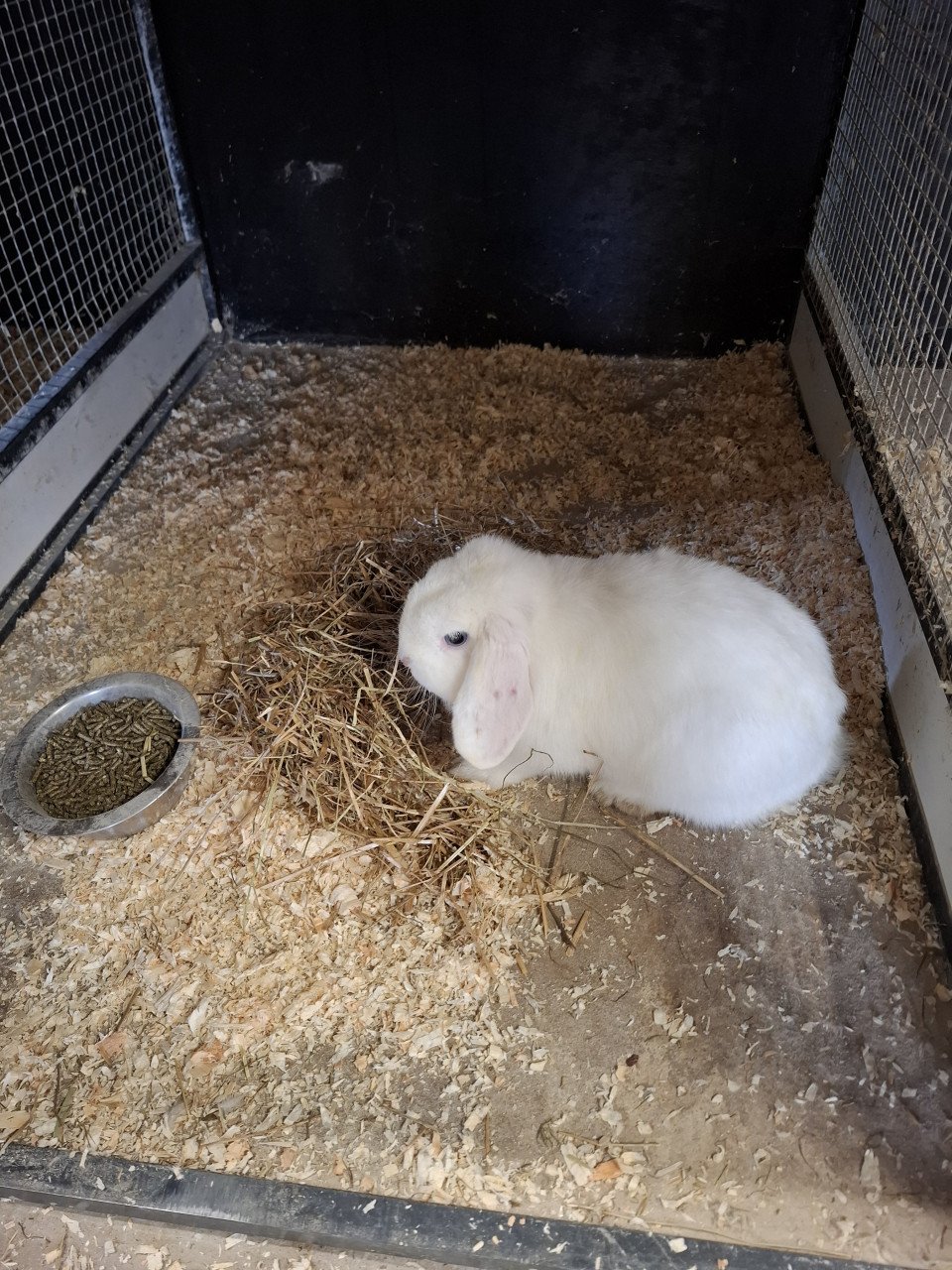 Ruime keuze cavia's en konijnen