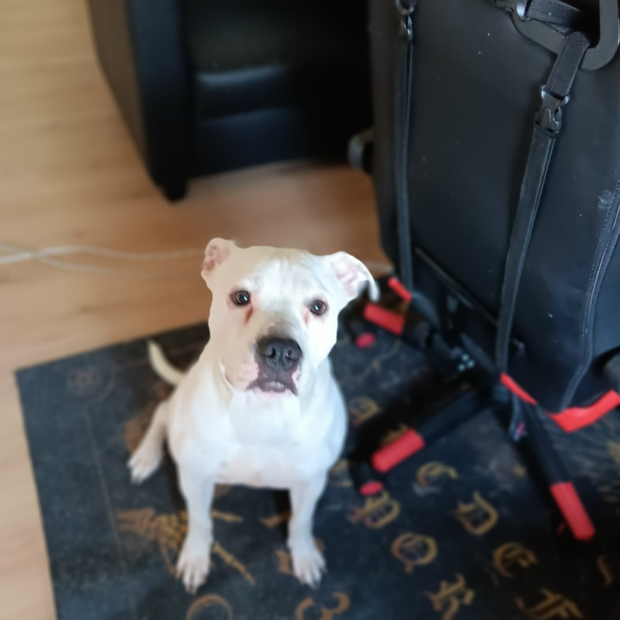 American bully stafford mix