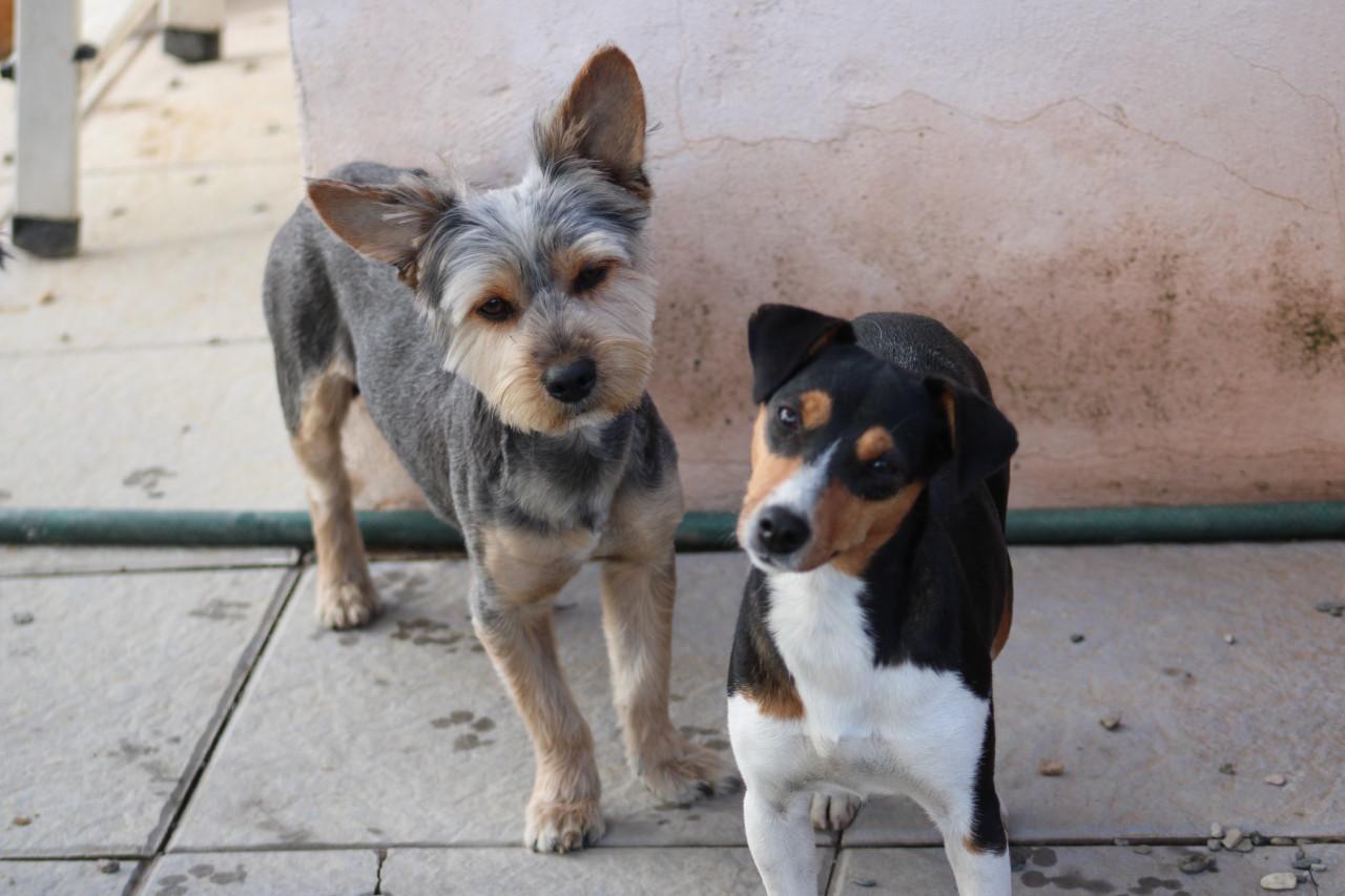 Alora Dog Rescue: Donny, deze lieverd zoekt een baasje