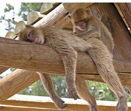 Ontspanning Massage