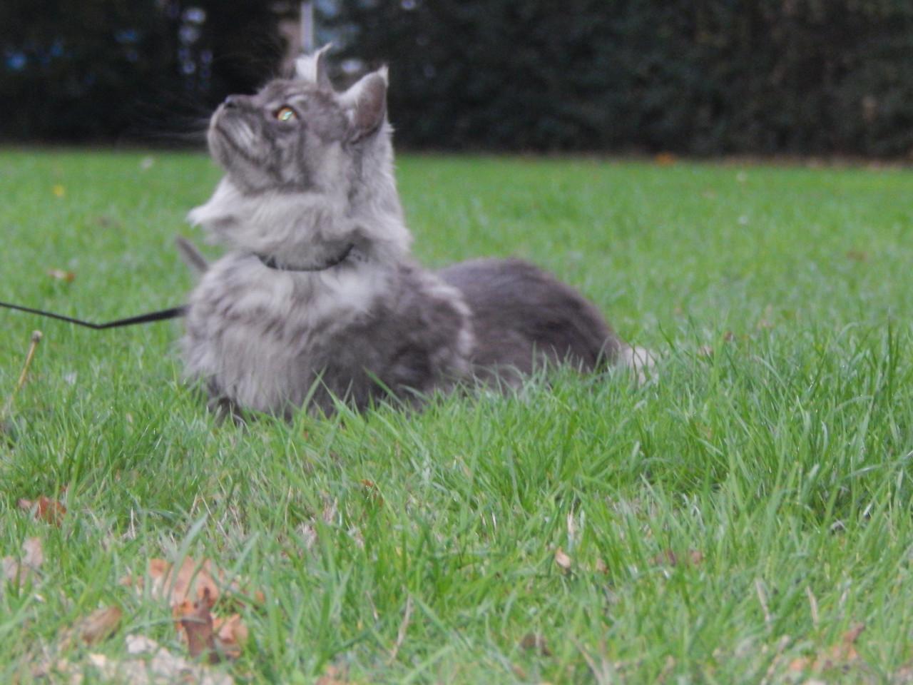 Prachtige maine coon dekkater met stamboom (niet te koop)