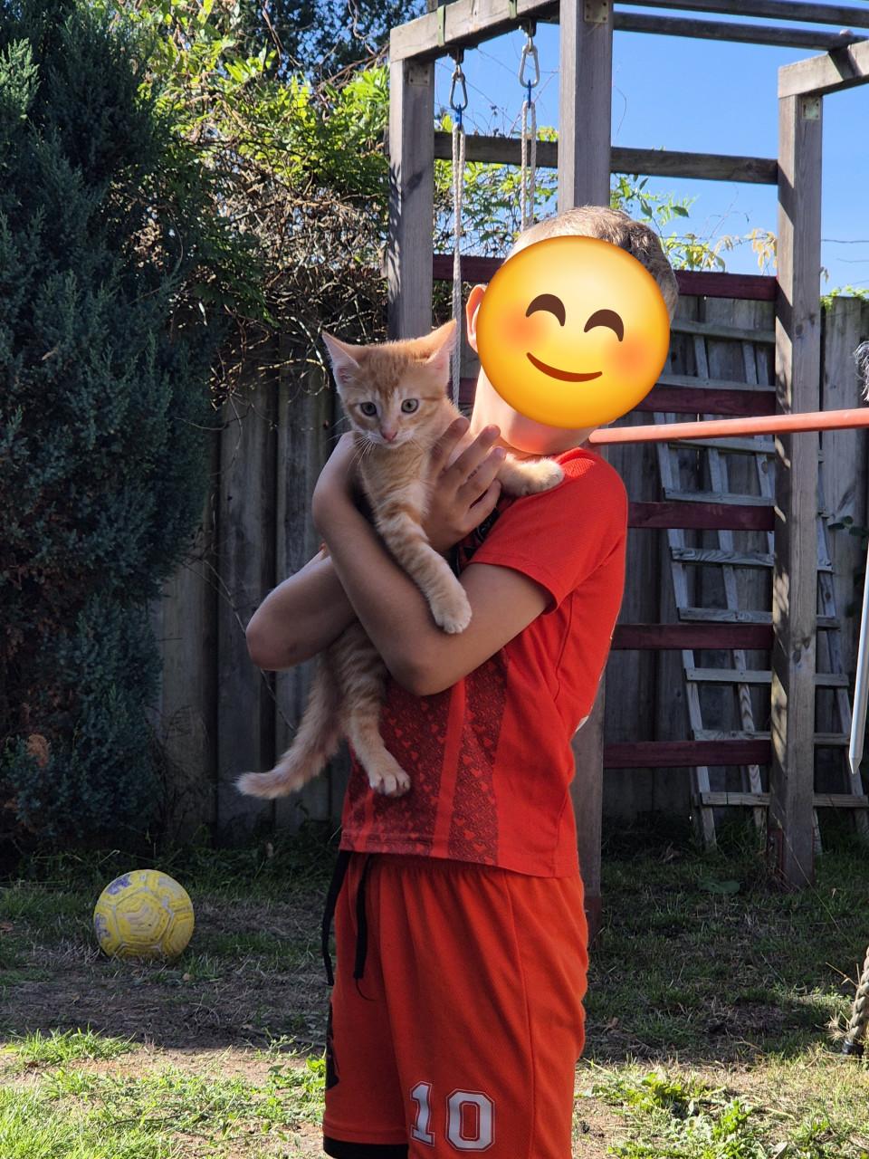 Rode Kitten