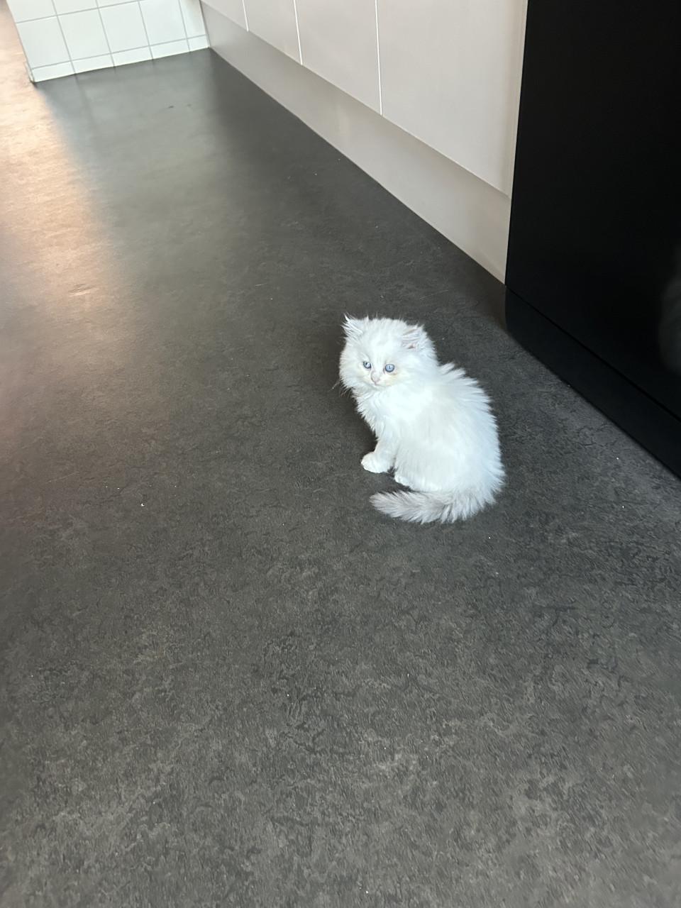 Schitternde poes zkt liefdevol huis evt met haar kitten samen