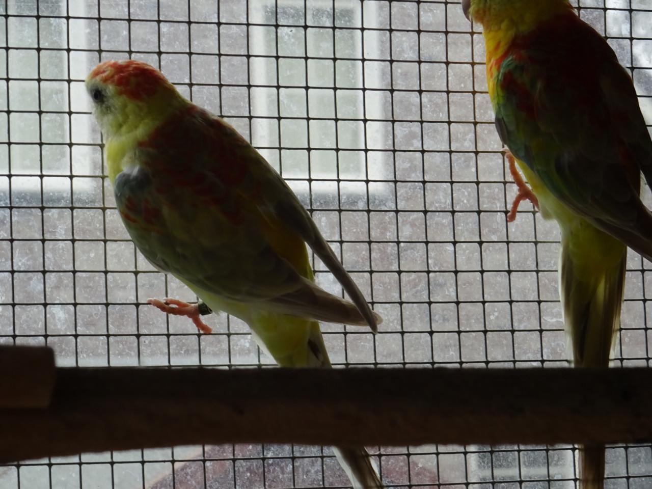 Te koop nog twee mooie Roodrug - Parkieten broedrijp pas ontwormd !!