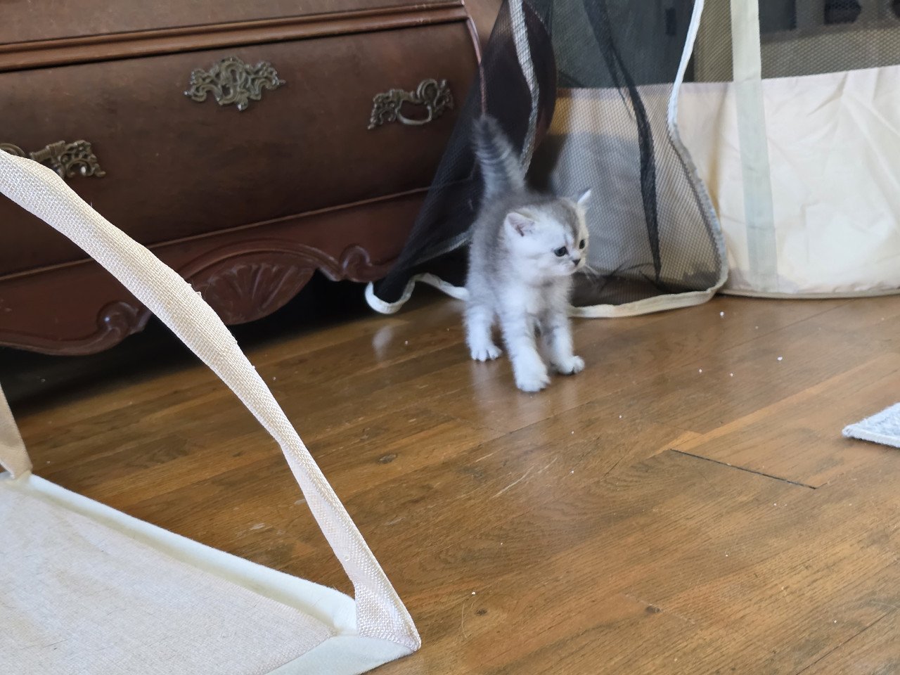 Brits korthaar silver tabby (Whiskas)