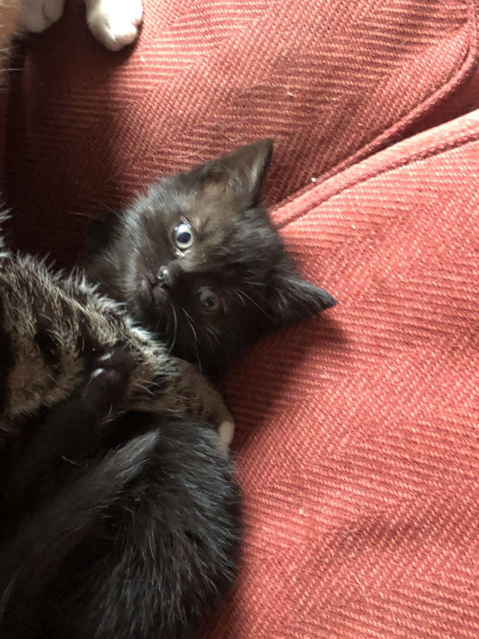 Lieve kittens