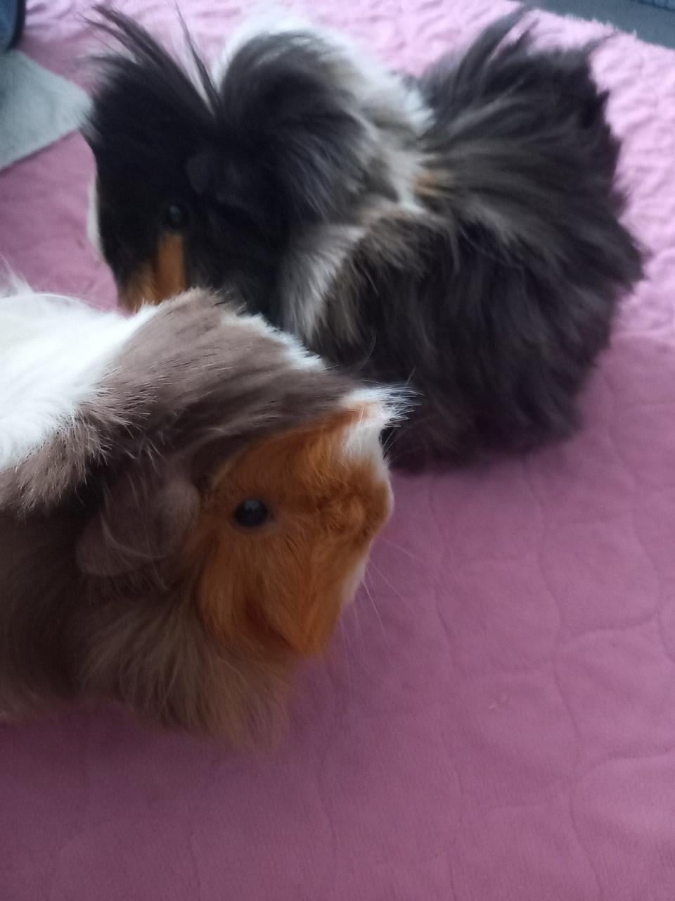 2 zeugjes zoeken een nieuw plekje het liefst met wat andere caafjes