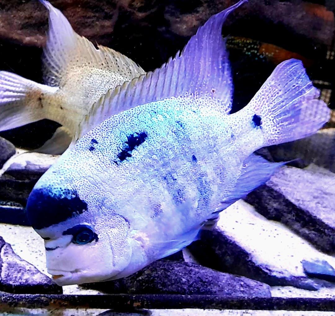 Aquariumvissen Zilverwitte jongen