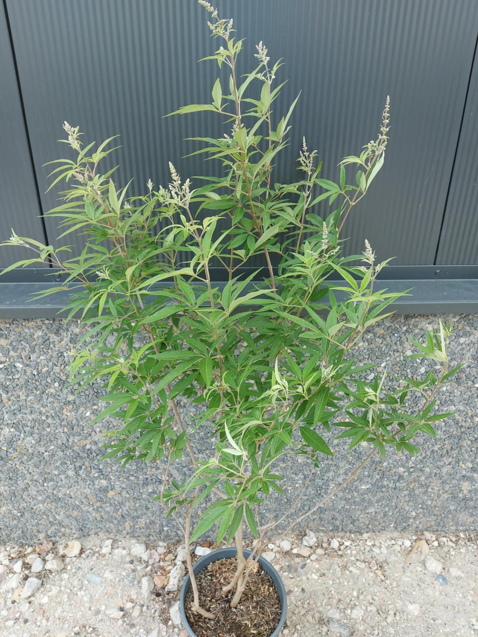 Monnikenpeper