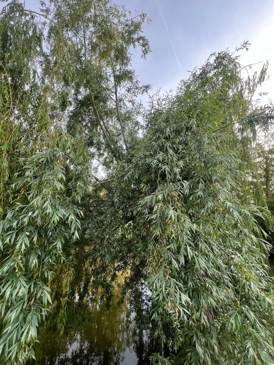 Open haard hout - terneuzen
