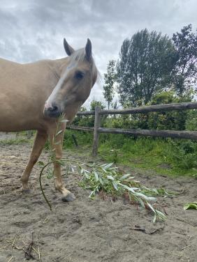 6-jarige Palomino PRE merrie