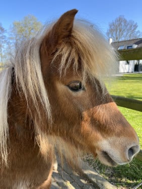 TE KOOP MINI APPALOOSA 4 JARIGE MERRIE