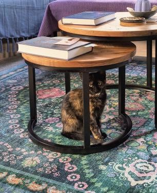 Prachtige kitten zoekt liefdevol thuis