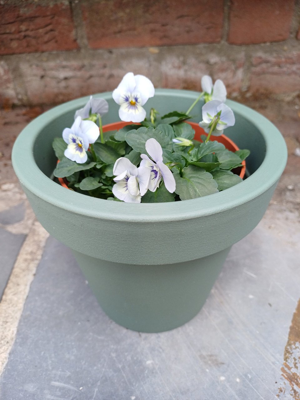 Leuke HERFST VIOLEN met BLOEMPOT 1x zwart en 2x groen !