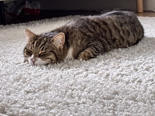 Kattenoppas