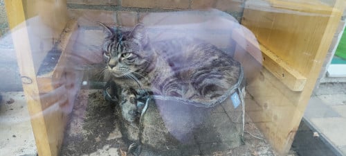 Mooi poes; half Britse korthaar