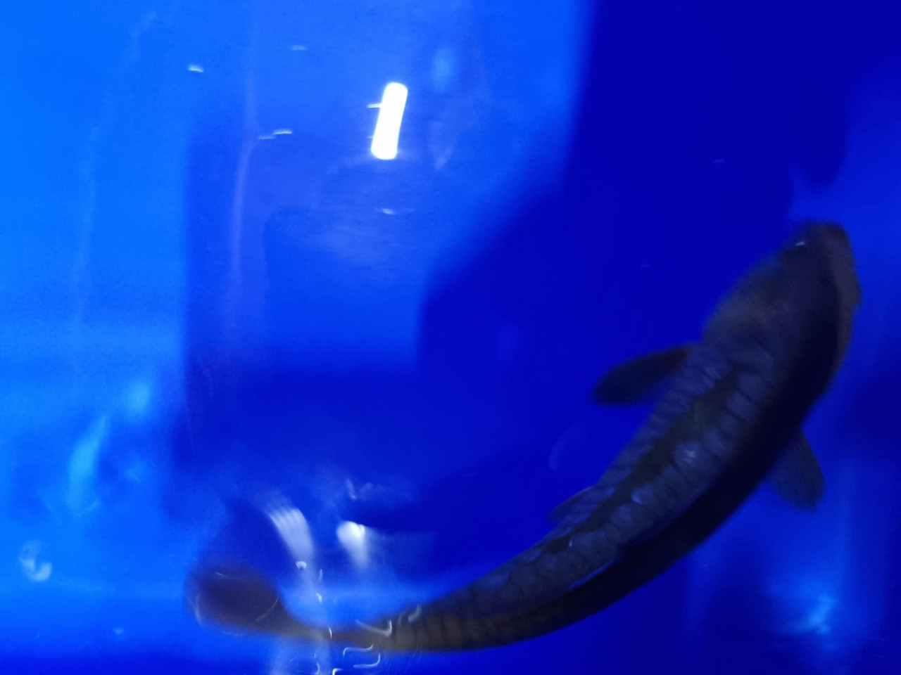 Japanse Koi Aragoke