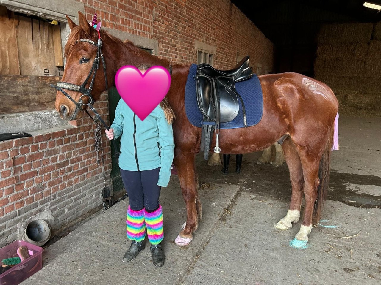 Lief en aanhankelijk paard
