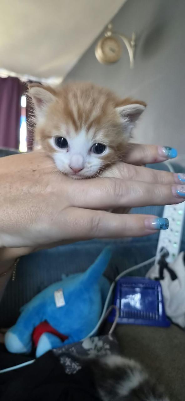 Kittens.
