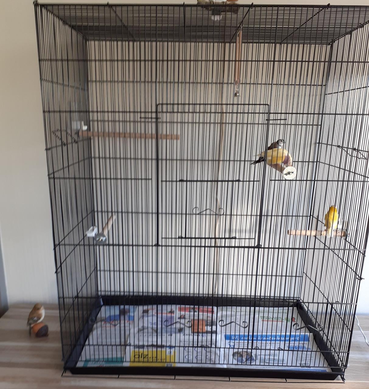 Kooi met 2 bichenows en 2 gele gouldamadines